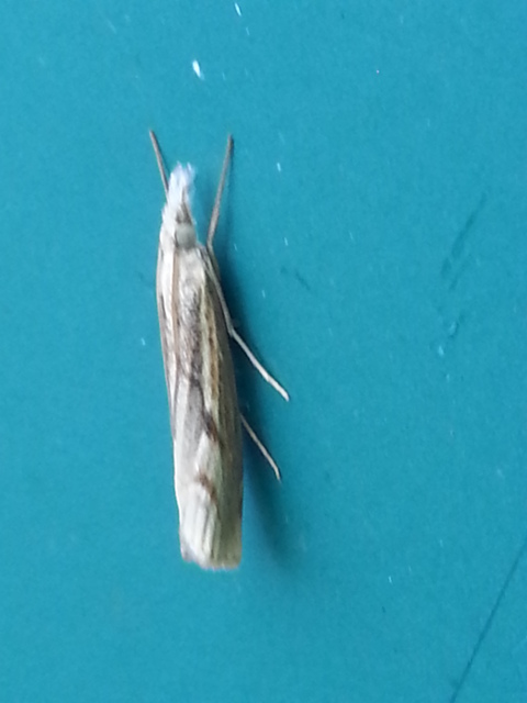 Agriphila geniculea