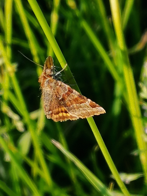 Burnet Companion