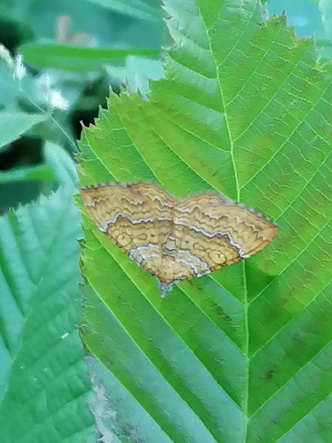 Yellow Shell