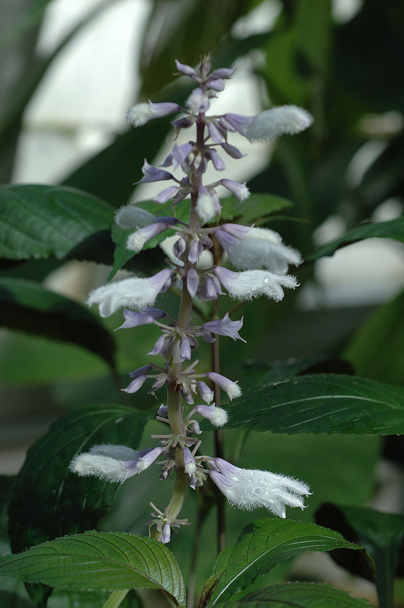 Salvia divinorum