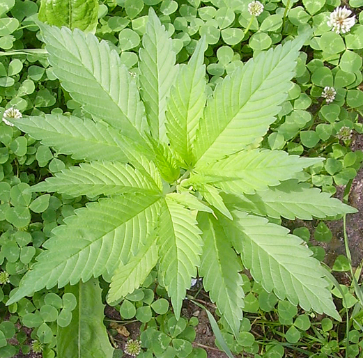 Cannabis sativa